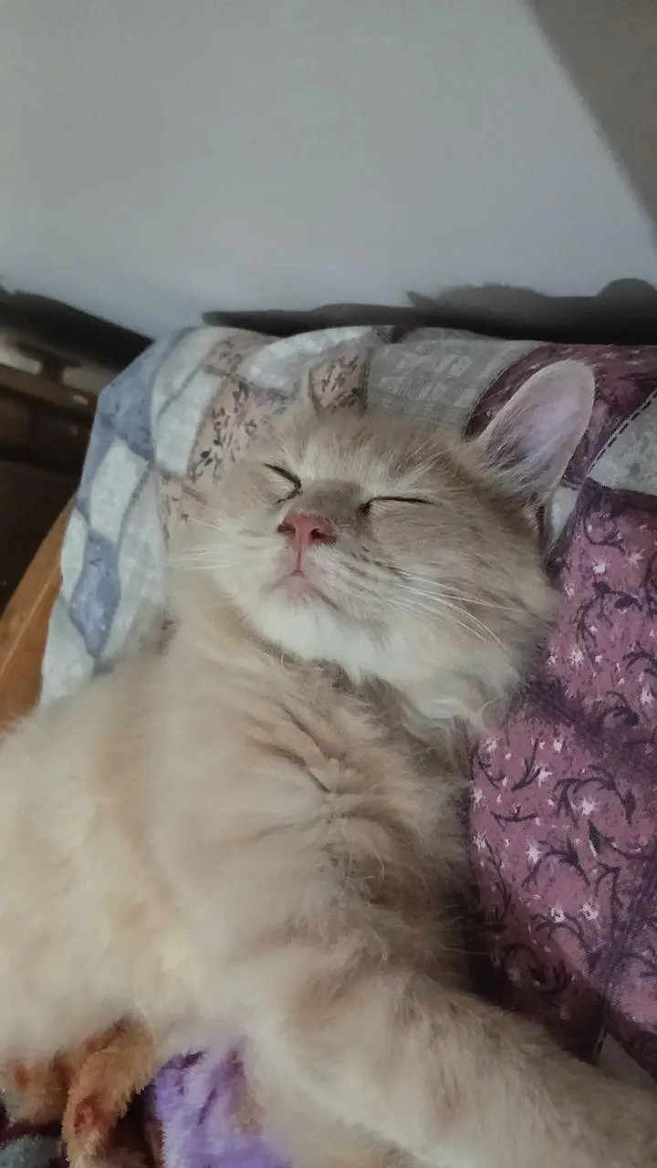 Ginger persian kitten — photo 3