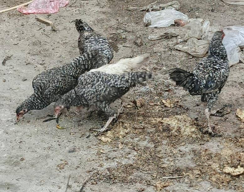 5aseel chicks 0