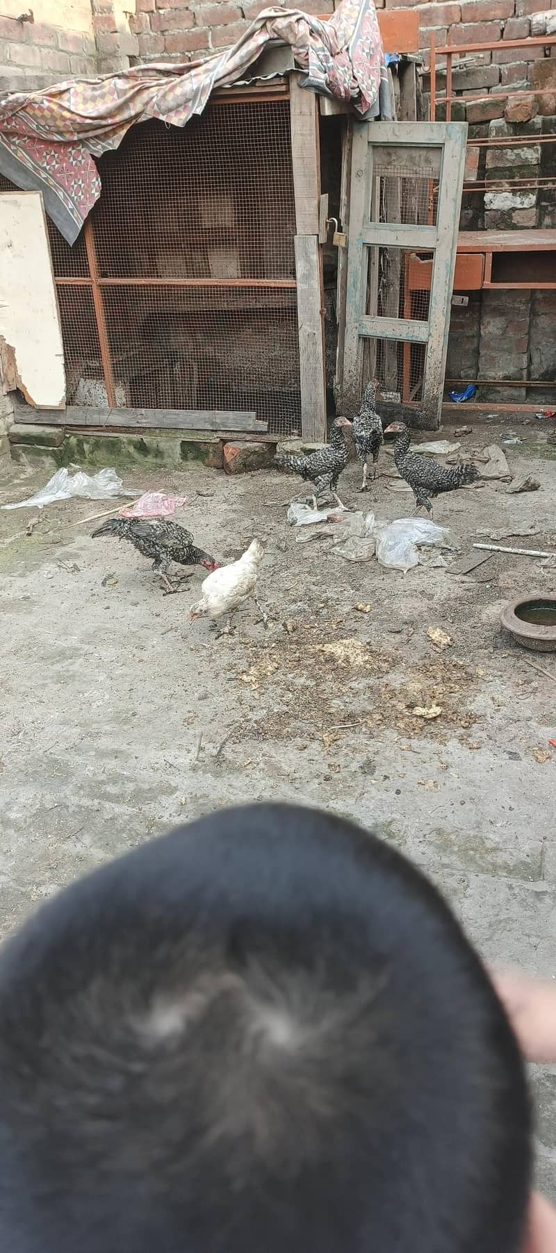 5aseel chicks 1