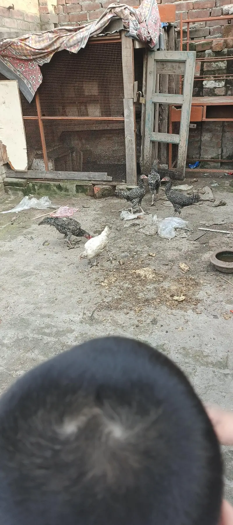 5aseel chicks — photo 2