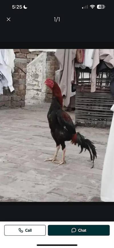 mianwali lakha murga