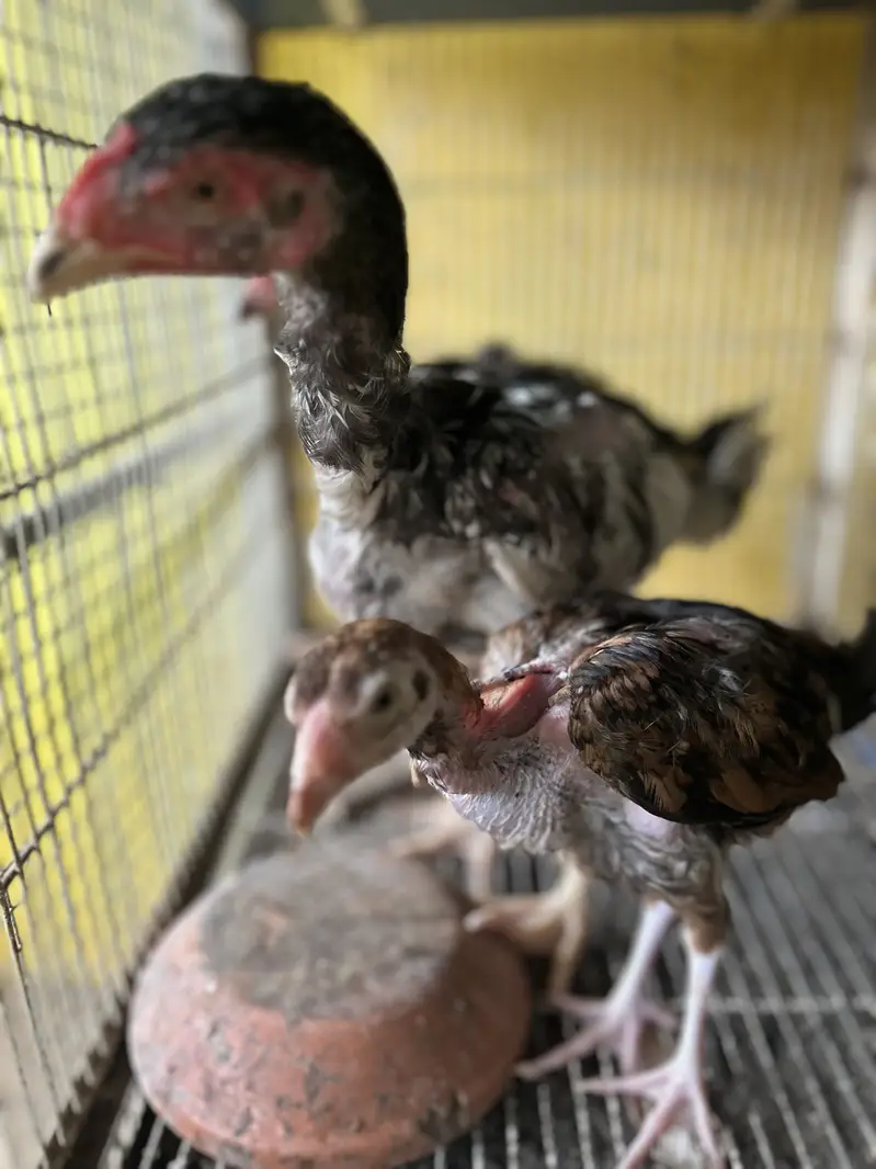 2 Black Shamo Chicks & 3 shamo cross chicks - 4 month old — photo 6