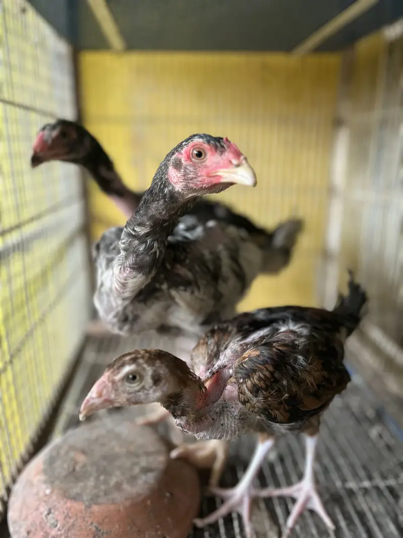 2 Black Shamo Chicks & 3 shamo cross chicks - 4 month old — photo 7