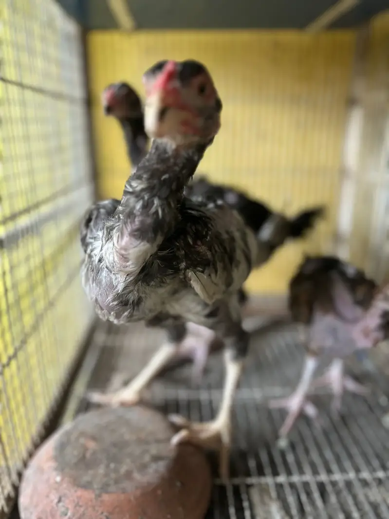 2 Black Shamo Chicks & 3 shamo cross chicks - 4 month old — photo 8