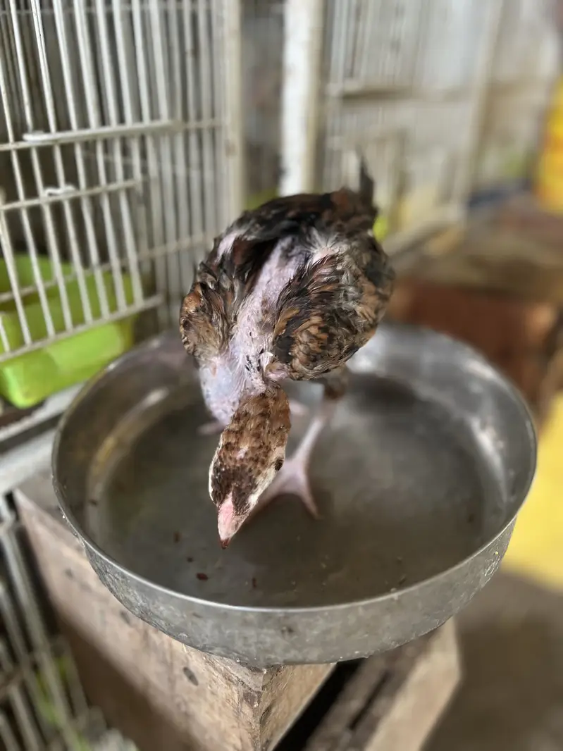 2 Black Shamo Chicks & 3 shamo cross chicks - 4 month old — photo 9