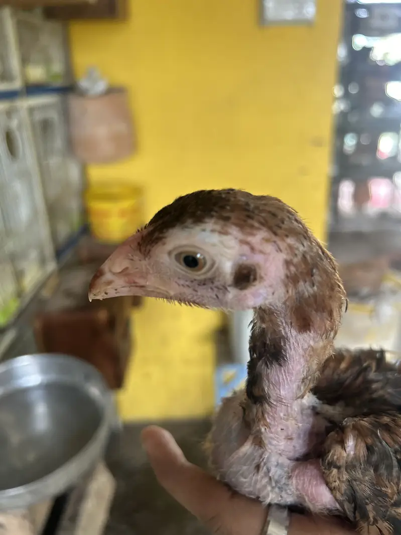 2 Black Shamo Chicks & 3 shamo cross chicks - 4 month old — photo 10