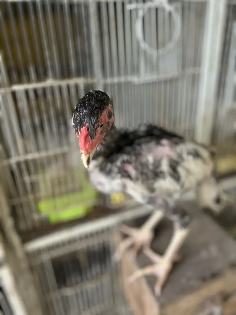 2 Black Shamo Chicks & 3 shamo cross chicks - 4 month old — photo 11