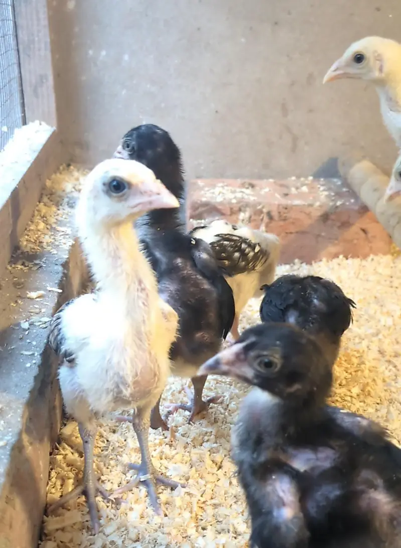 aseel chicks | shamo chicks | mianwali chicks | white shamo | veitnam — photo 4