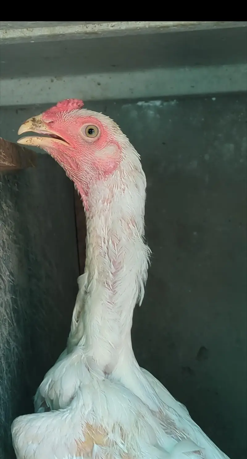 aseel chicks | shamo chicks | mianwali chicks | white shamo | veitnam — photo 10