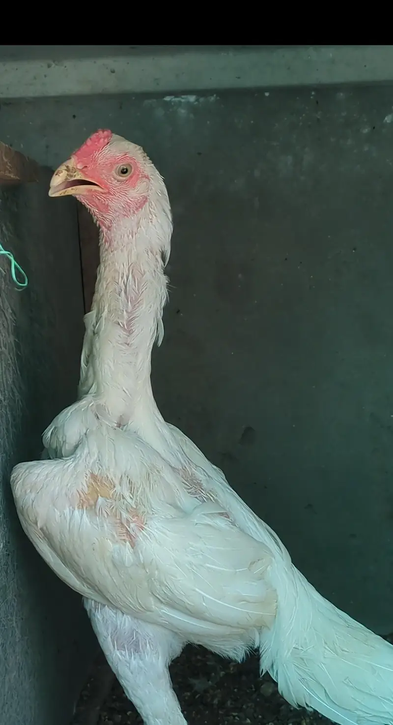 aseel chicks | shamo chicks | mianwali chicks | white shamo | veitnam — photo 11