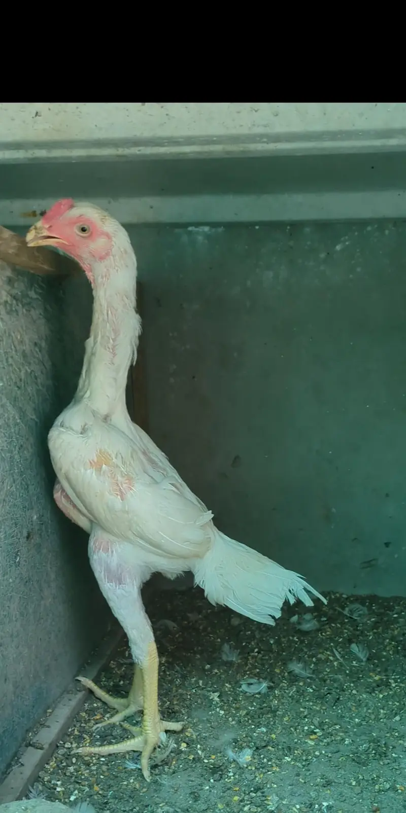 aseel chicks | shamo chicks | mianwali chicks | white shamo | veitnam — photo 12