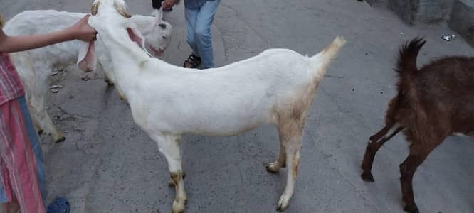 Rajan Puri Bakri for sale 03077004931