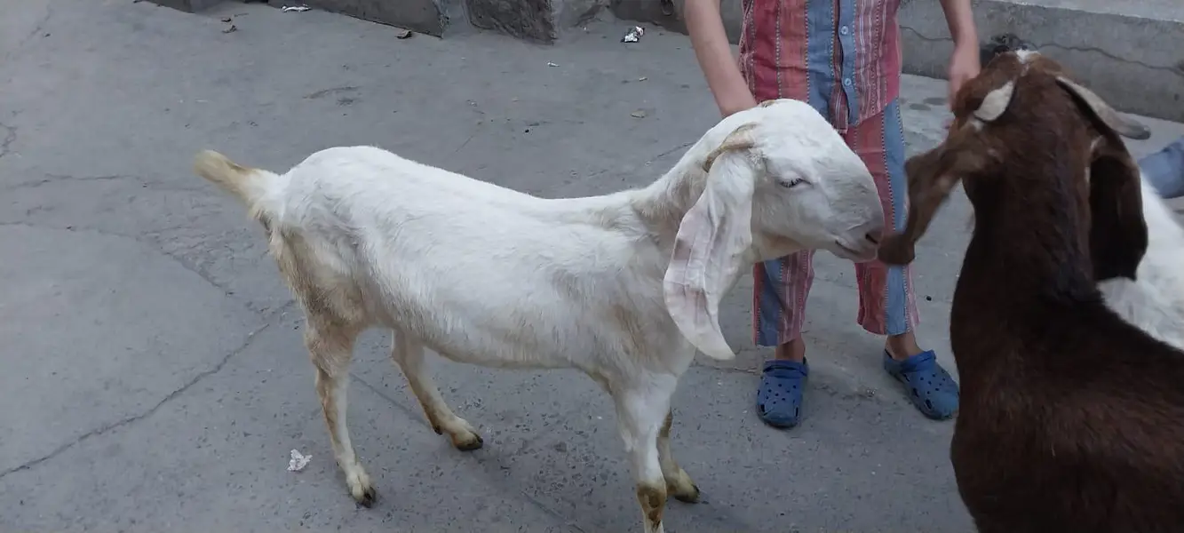 Rajan Puri Bakri for sale 03077004931 — photo 2