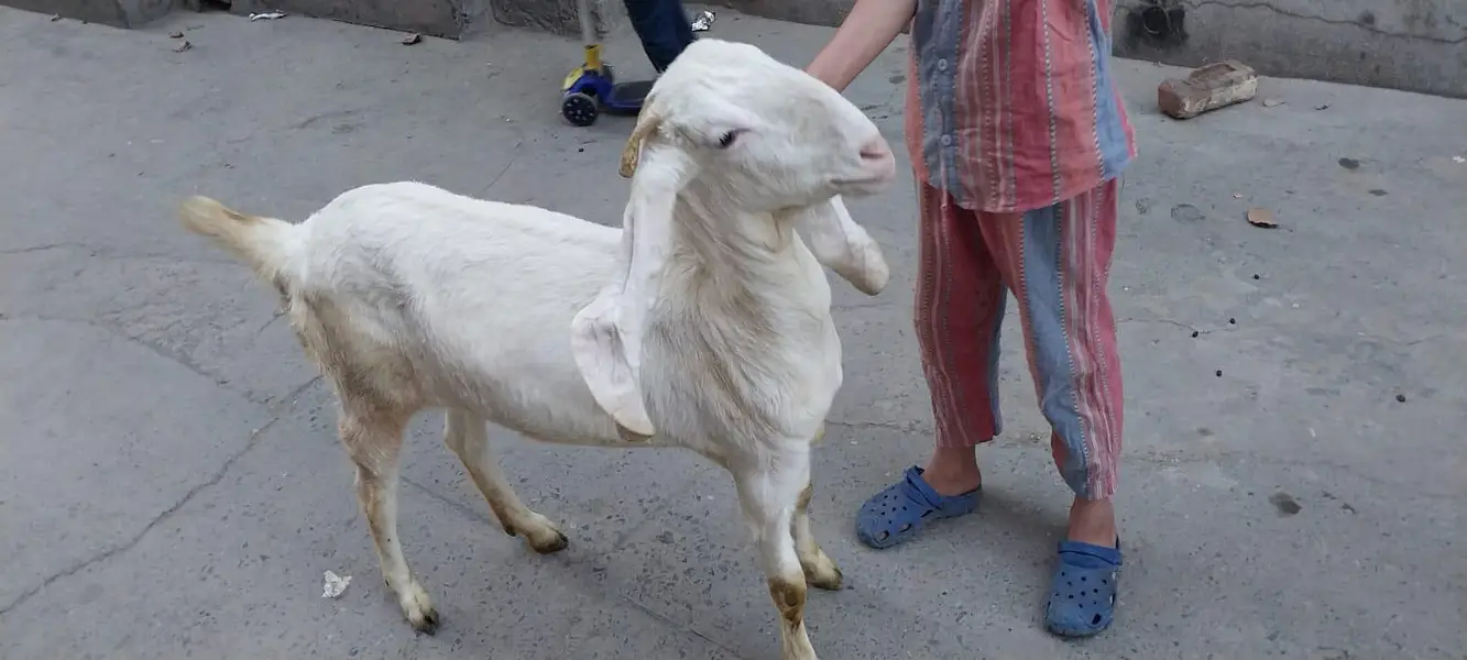 Rajan Puri Bakri for sale 03077004931 — photo 3