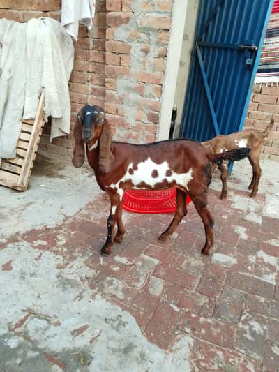 ناگری لال ڈبی