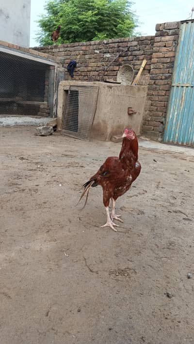 Pure lakha aseel For sale