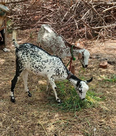Bari goats