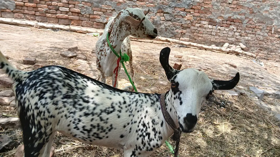 Bari goats — photo 2
