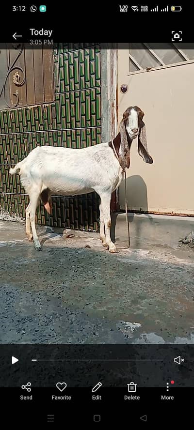dasi bakri pregnant so beautiful 03084493683