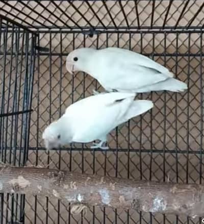 albino love bird