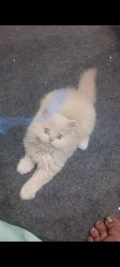 fown female kitten