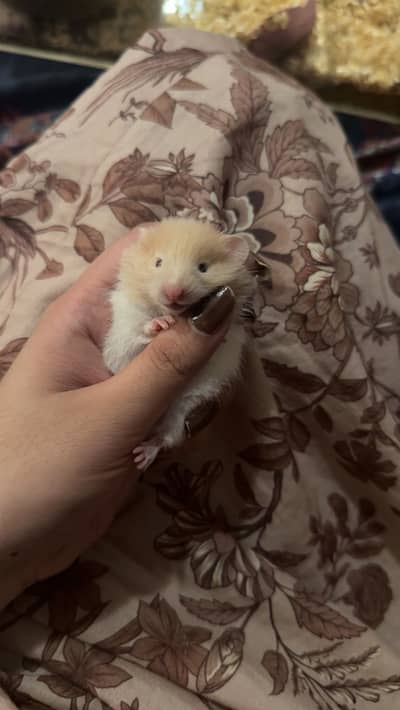 Imported Syrian Hamsters available with free food and bedding!