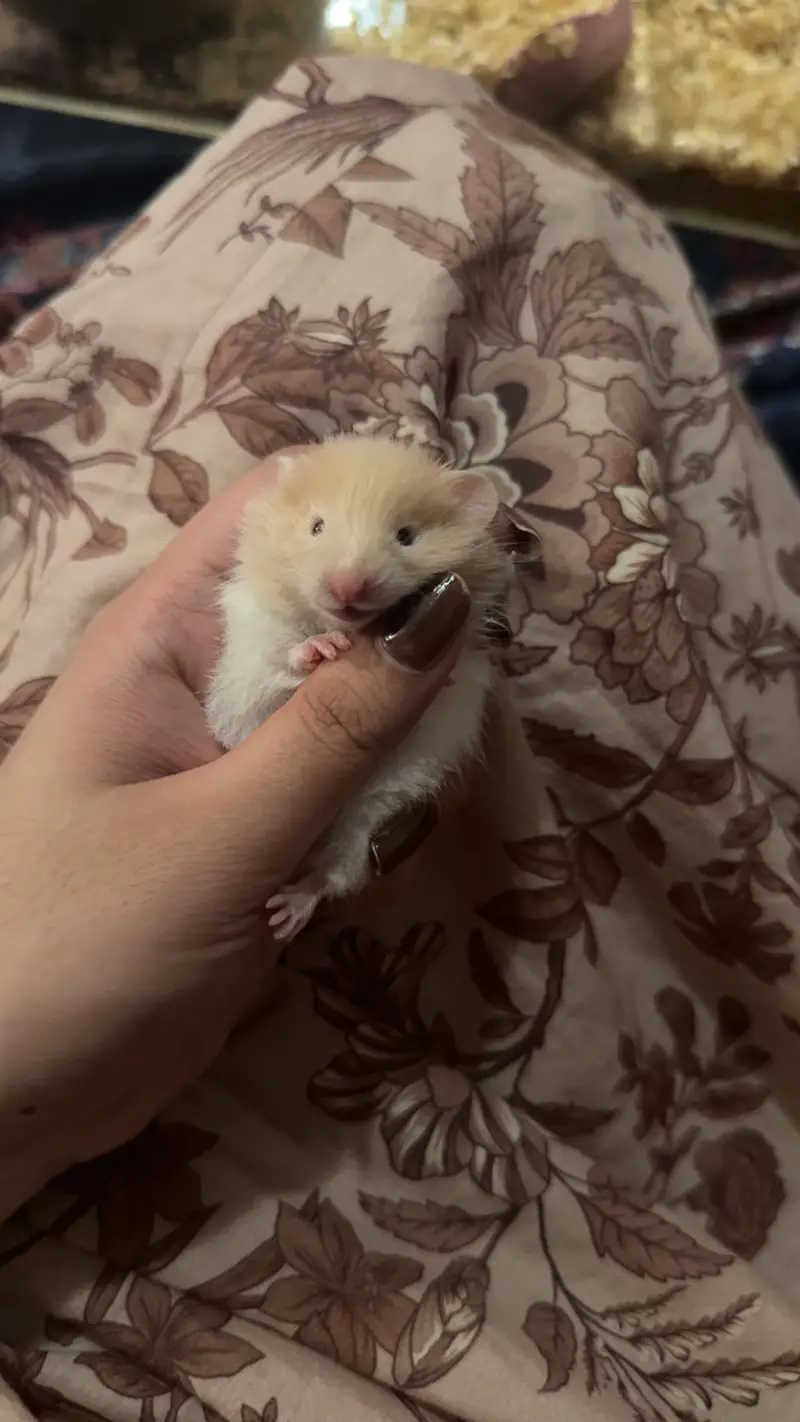 Imported Syrian Hamsters available with free food and bedding!