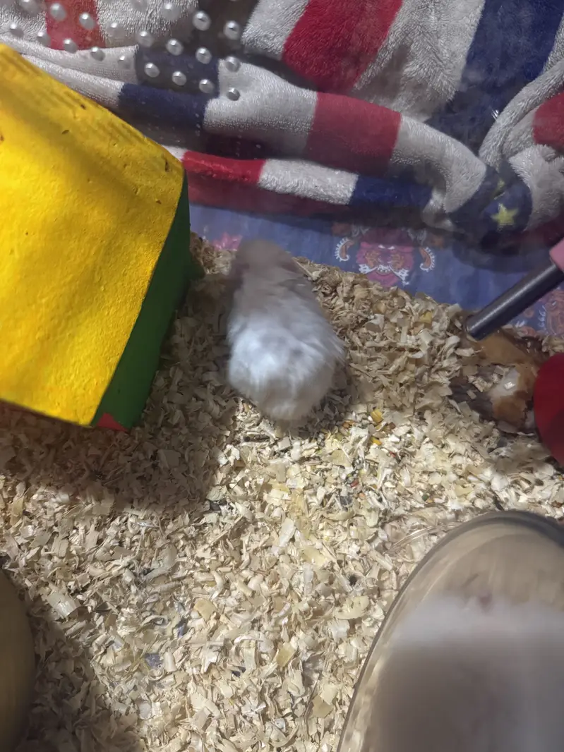 Imported Syrian Hamsters available with free food and bedding! — photo 10