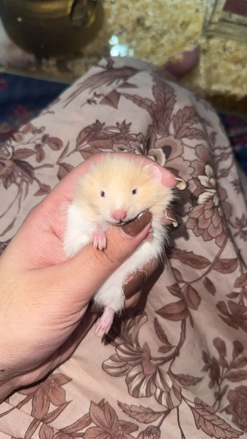 Imported Syrian Hamsters available with free food and bedding! — photo 12