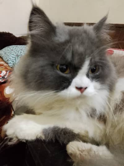 Persian cat with all the accessories
