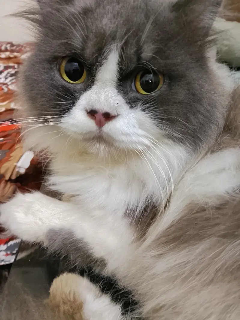 Persian cat with all the accessories — photo 2