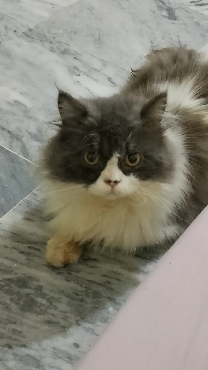 Persian cat with all the accessories — photo 3