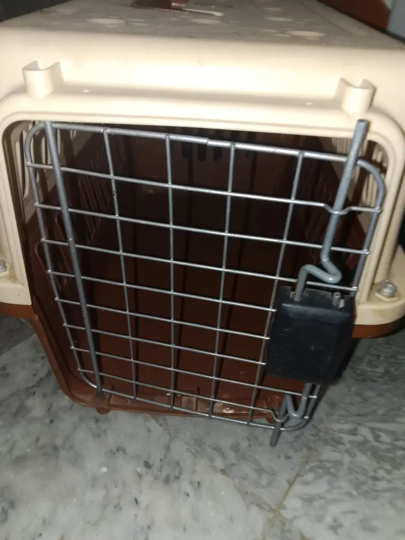 Persian cat with all the accessories — photo 4