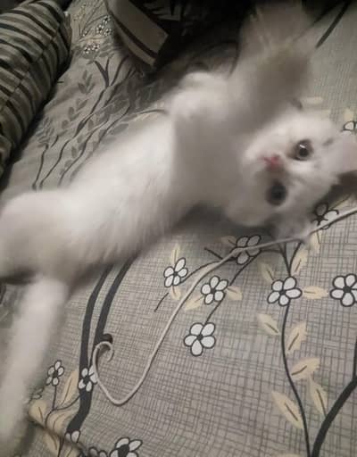 4 months old persian male kitten for sale