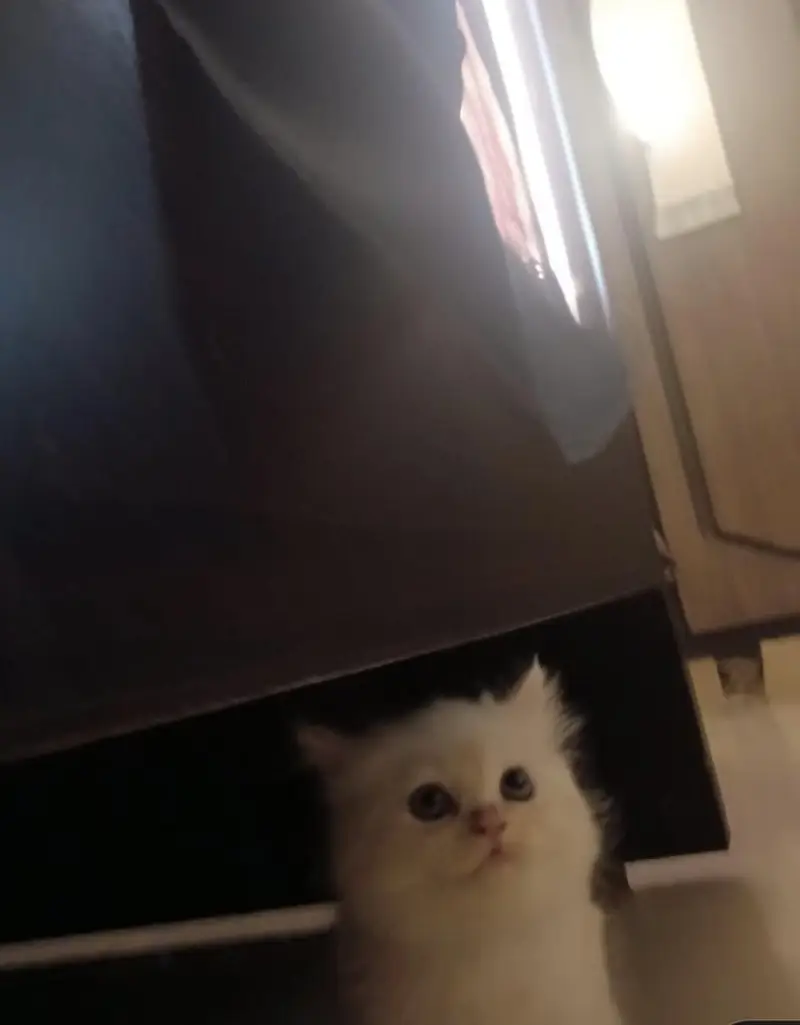 4 months old persian male kitten for sale — photo 2