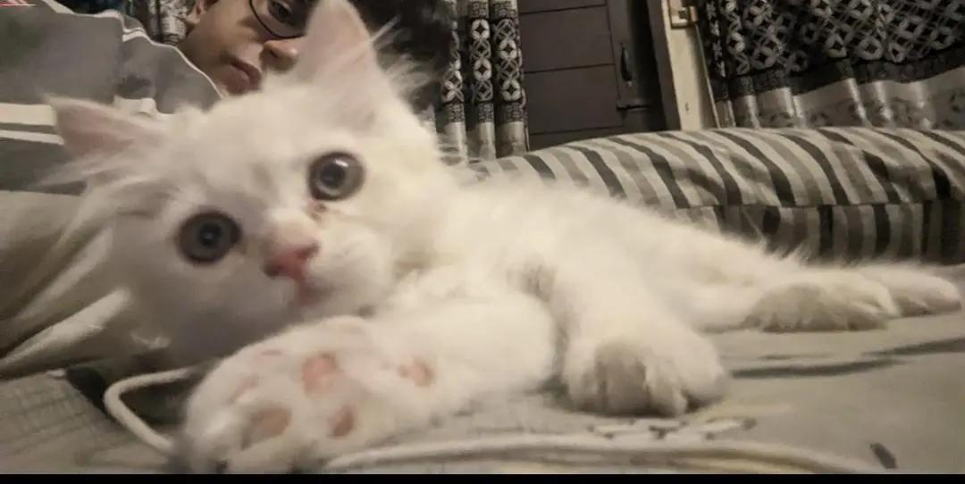 4 months old persian male kitten for sale — photo 3