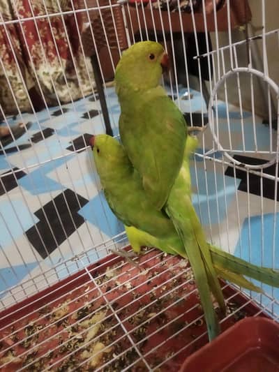 Ringneck Parrot For sale