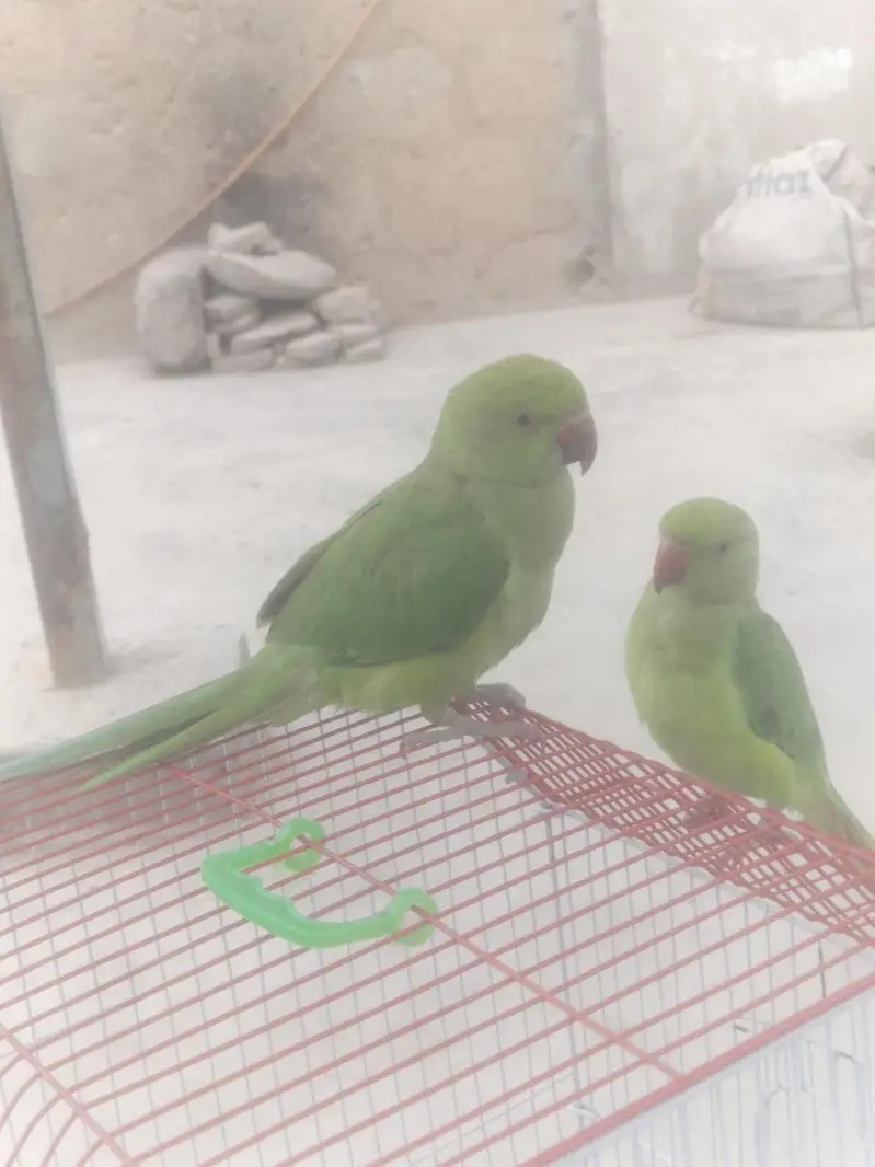 Ringneck Parrot For sale — photo 2
