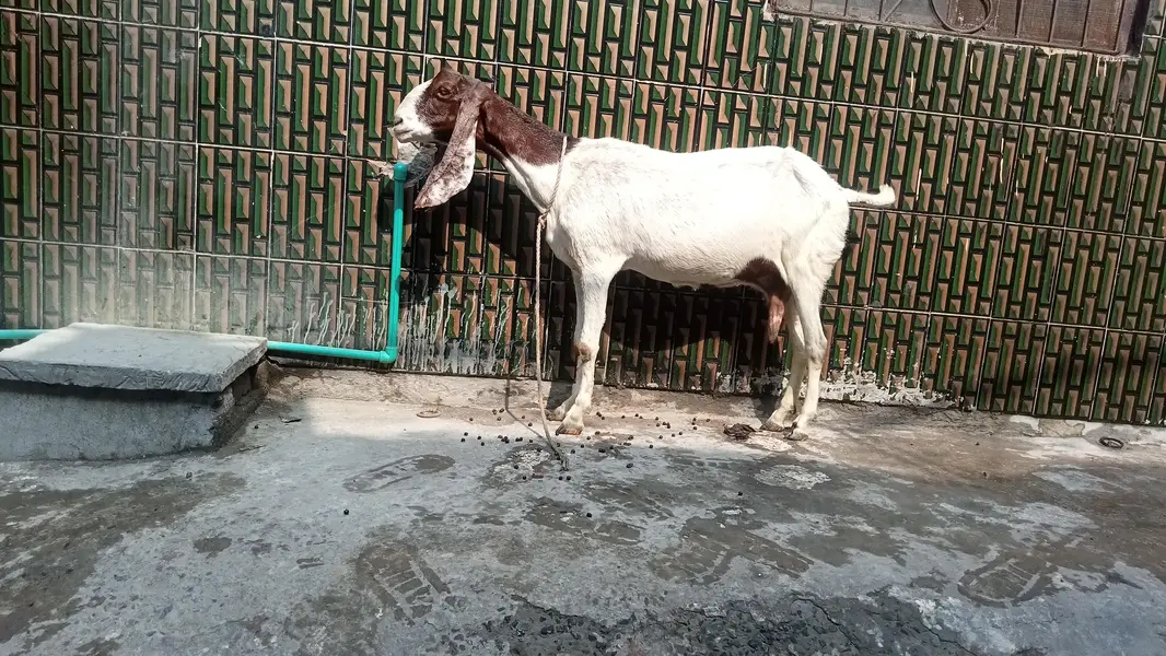 dasi bakri pregnant so beautiful 03084493683 — photo 2