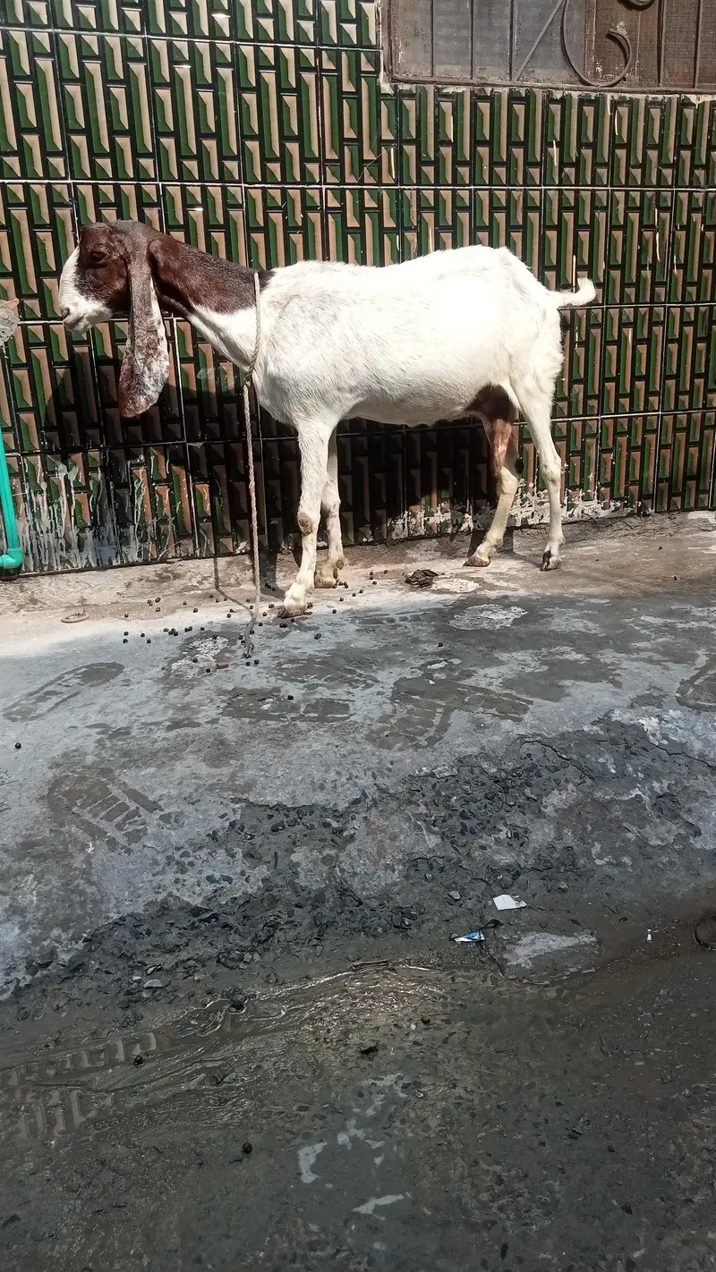 dasi bakri pregnant so beautiful 03084493683 — photo 3