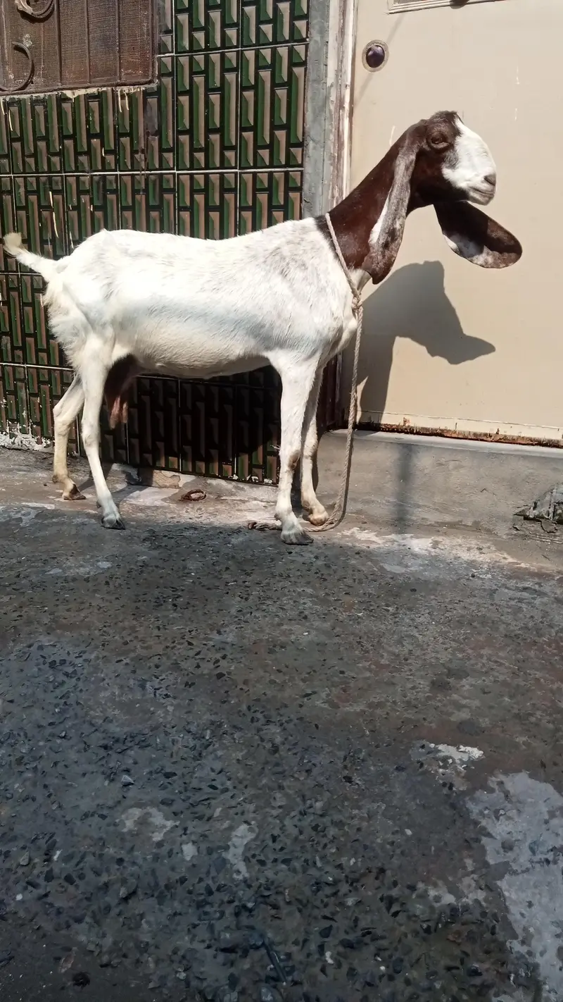 dasi bakri pregnant so beautiful 03084493683 — photo 4