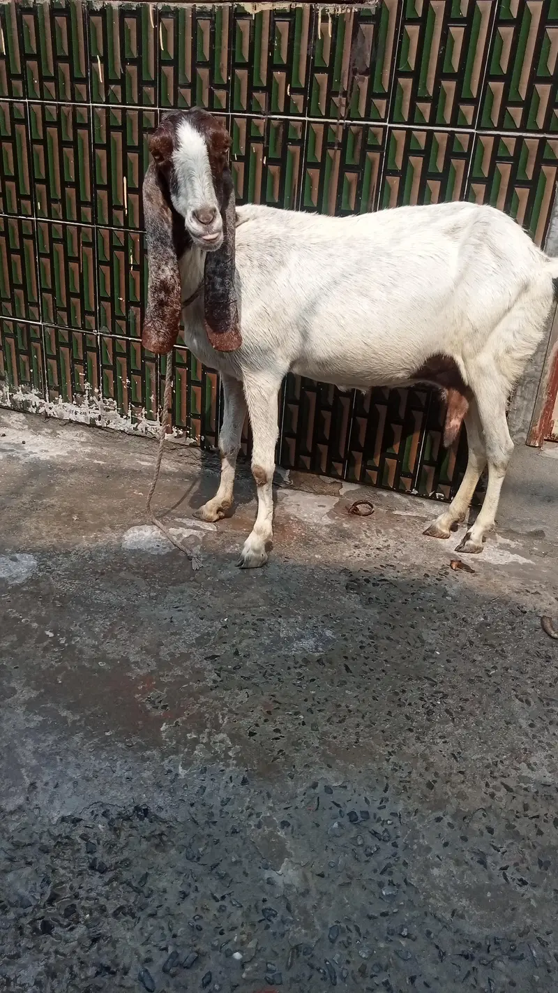 dasi bakri pregnant so beautiful 03084493683 — photo 5