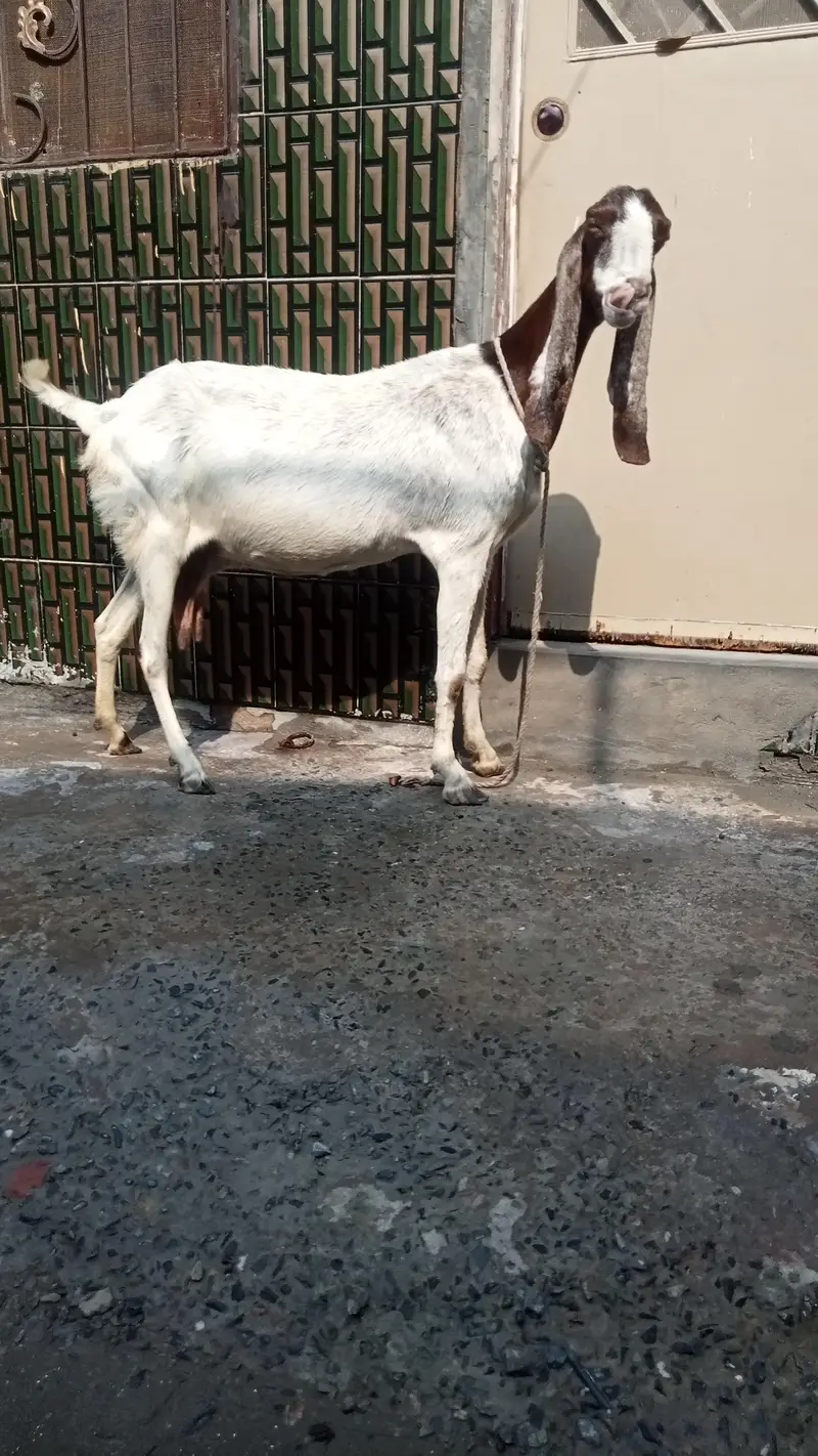dasi bakri pregnant so beautiful 03084493683 — photo 6