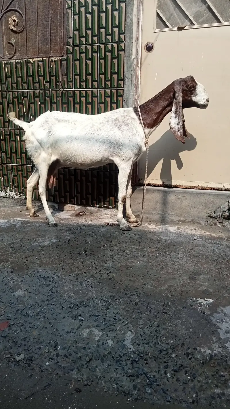 dasi bakri pregnant so beautiful 03084493683 — photo 7