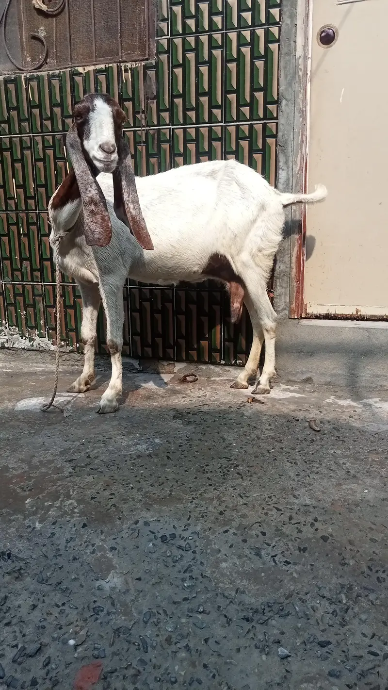 dasi bakri pregnant so beautiful 03084493683 — photo 8