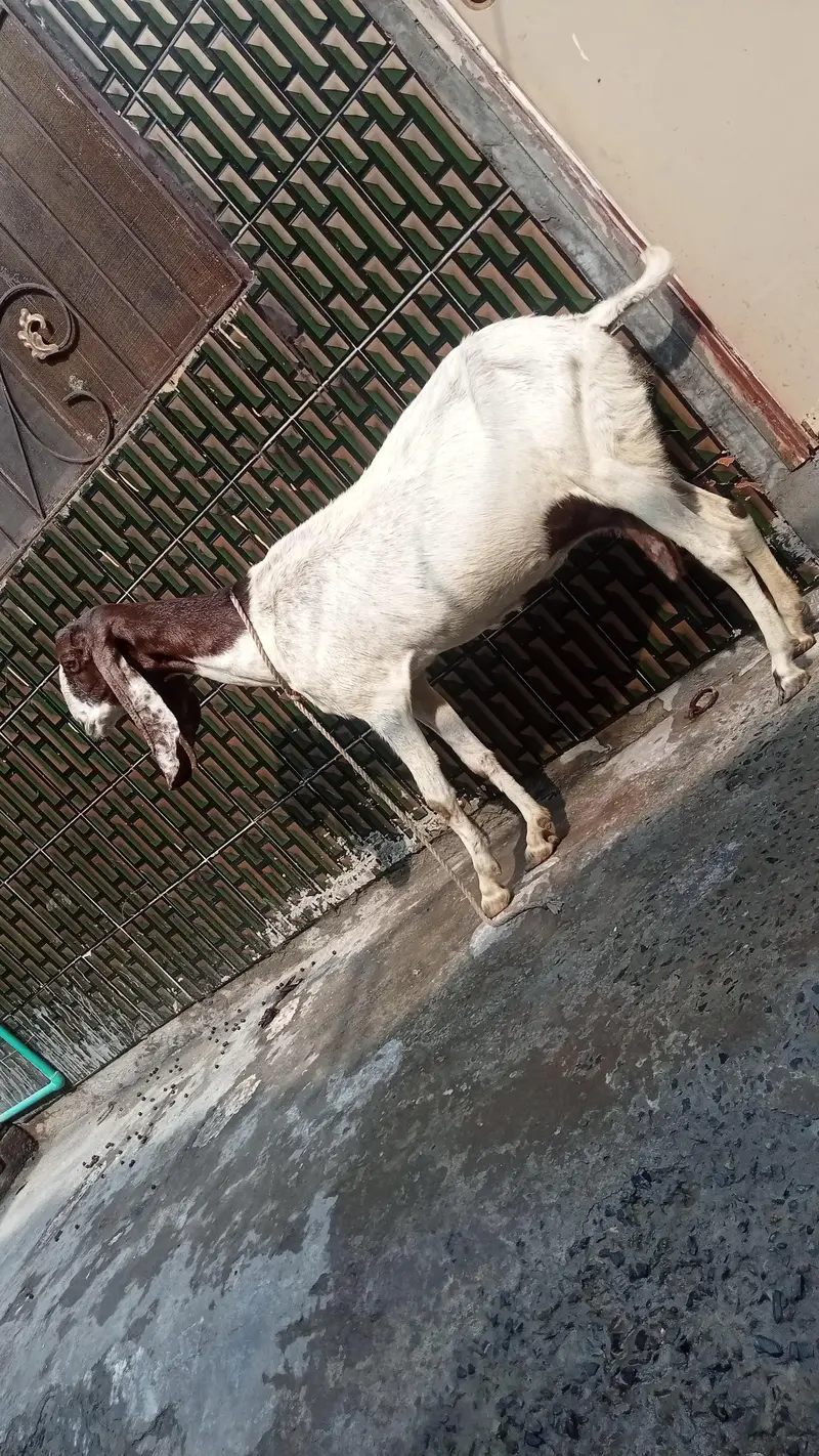dasi bakri pregnant so beautiful 03084493683 — photo 9