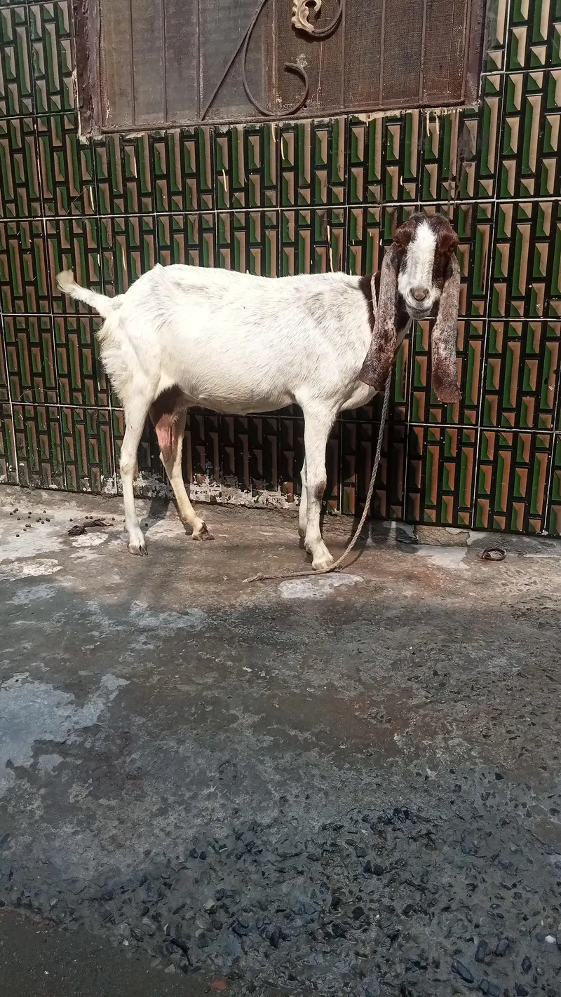 dasi bakri pregnant so beautiful 03084493683 — photo 10