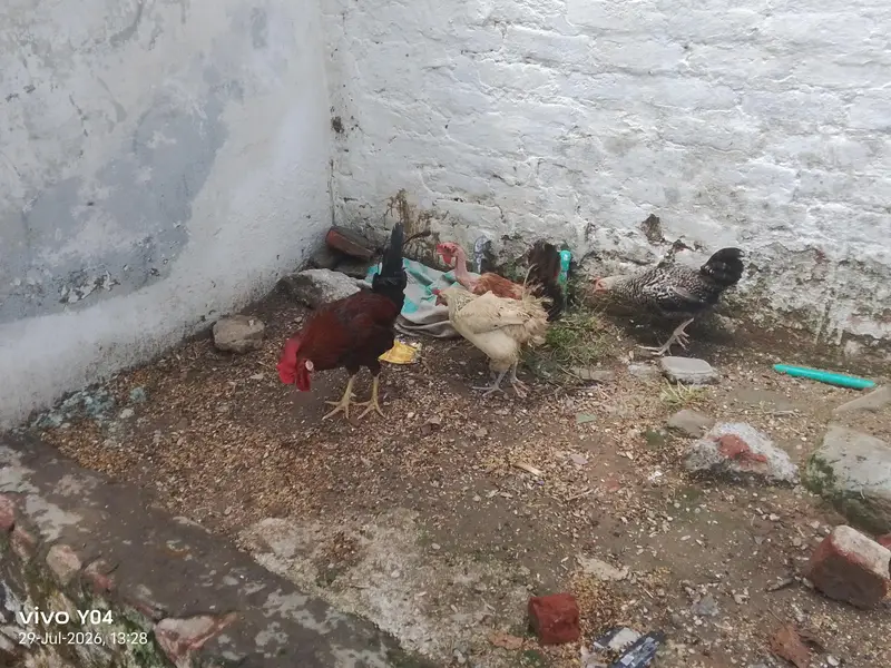 2 murgia or 1 murga ha — photo 3