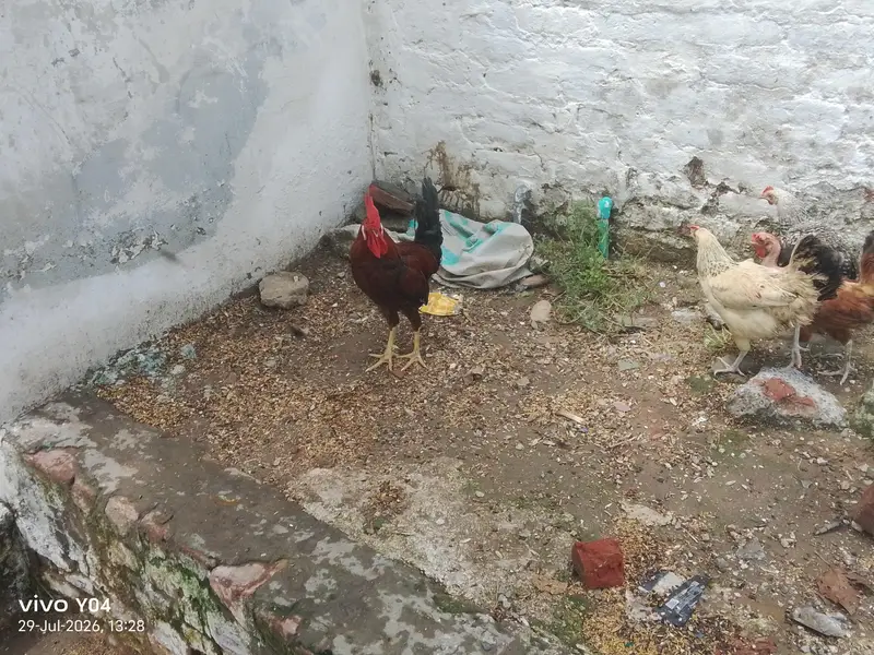 2 murgia or 1 murga ha — photo 4
