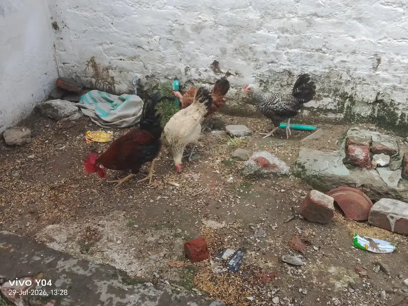 2 murgia or 1 murga ha — photo 5